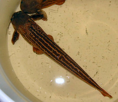 Trachelyopterichthys taeniatus - dorsal view